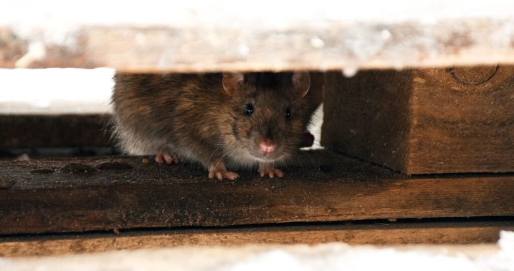 dangers-of-winter-pests