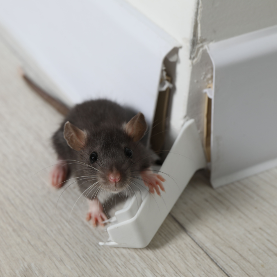 rodent-control