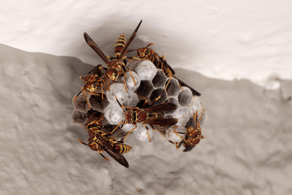 wasp-control