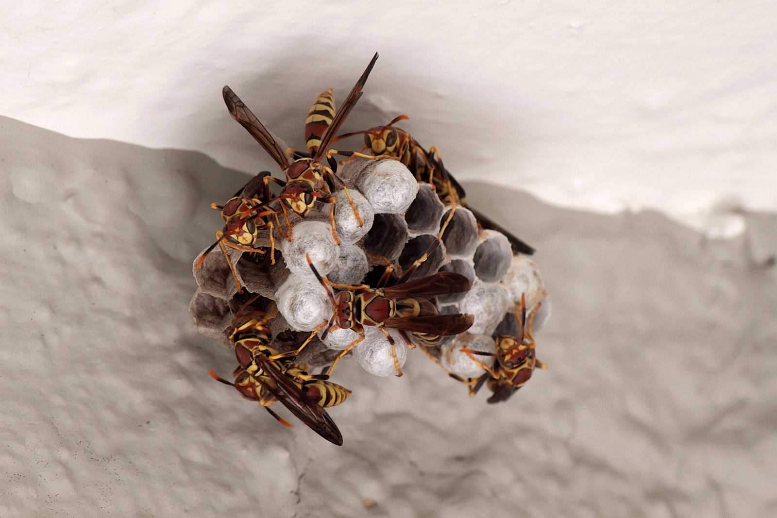 wasp-control