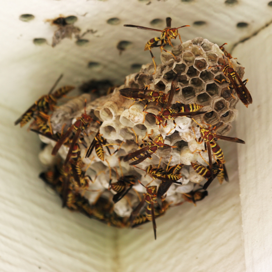 wasp-control