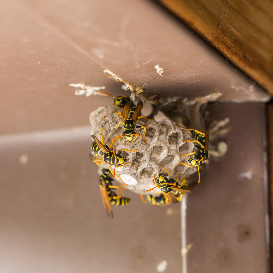 wasp-control
