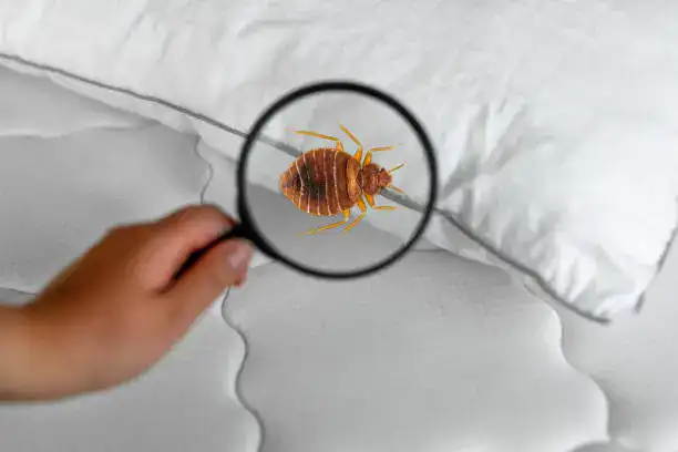 bed-bug-pest-control