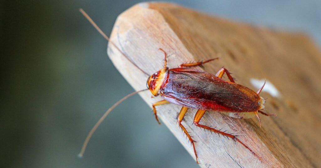 cockroach-pest-control