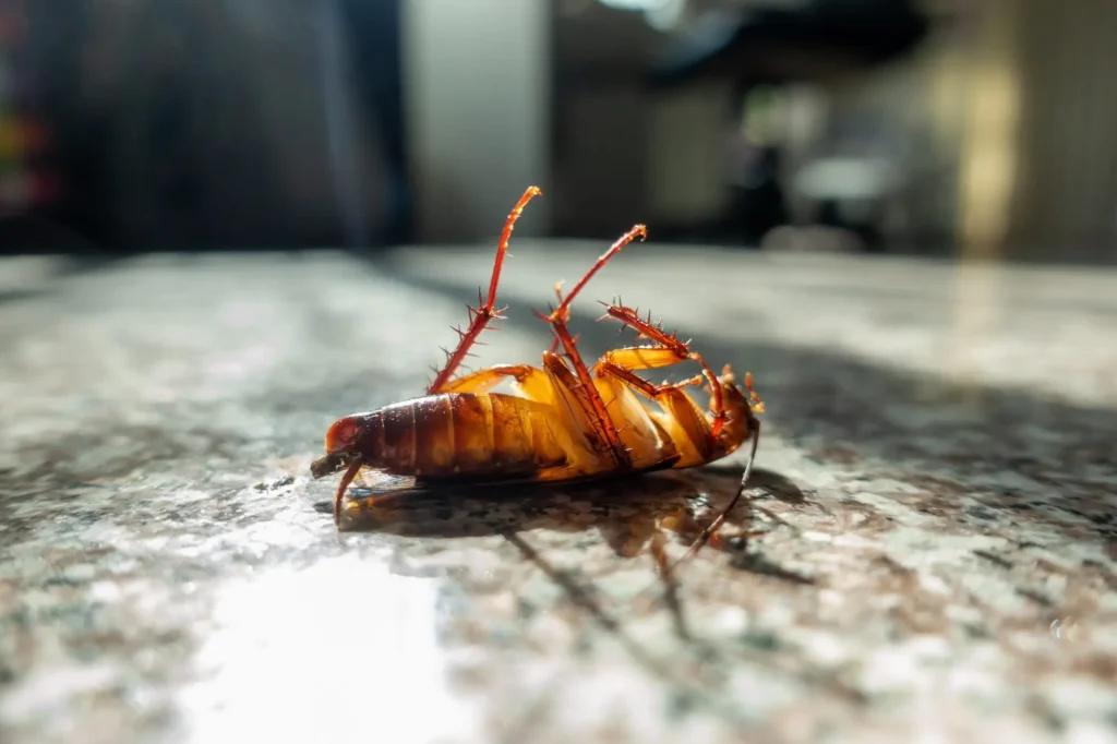 cockroach-pest-control