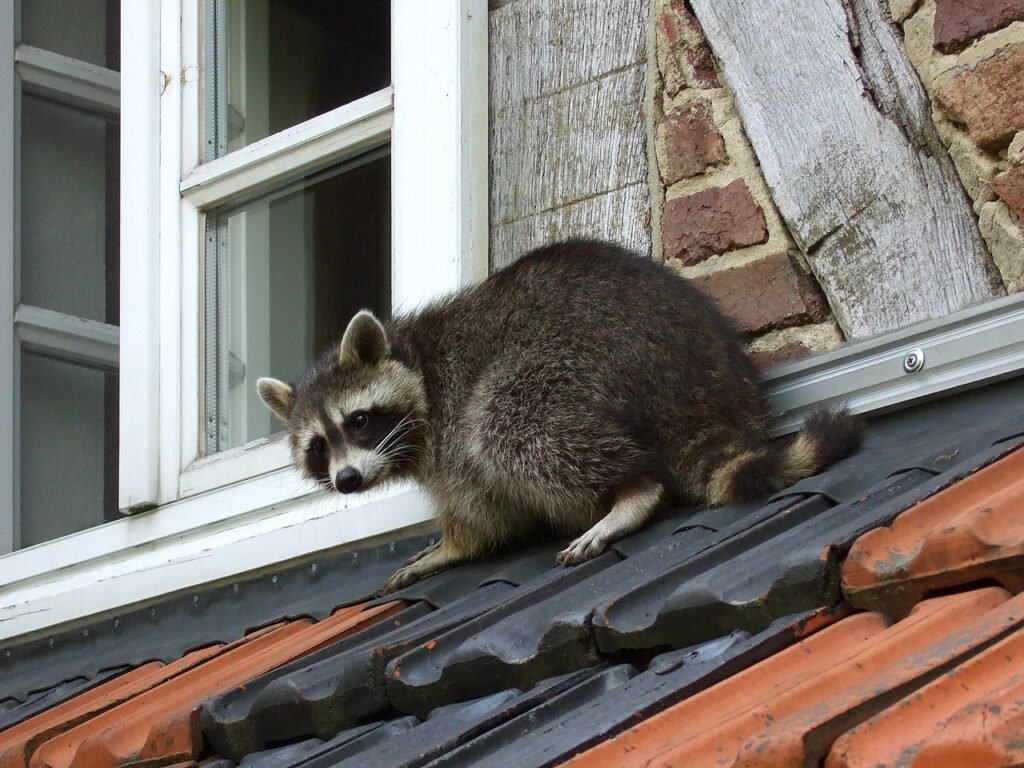 raccoon-control
