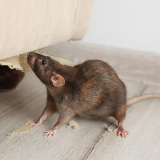 rodent-control