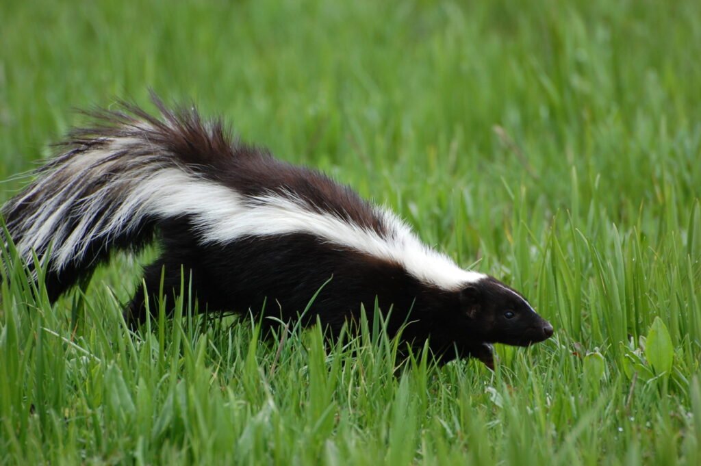 skunk-control