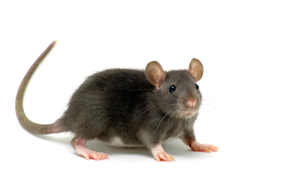 pest-control-vaughan