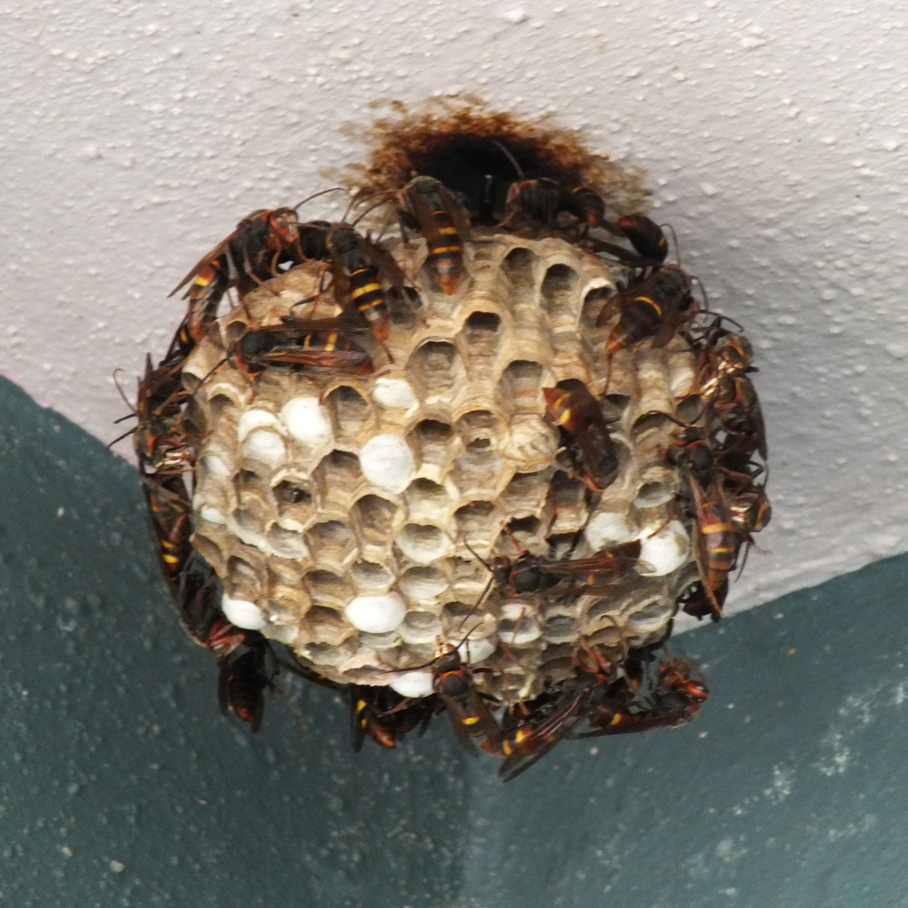 pest-control-vaughan