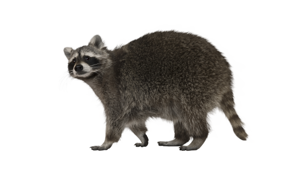 pest-control-vaughan