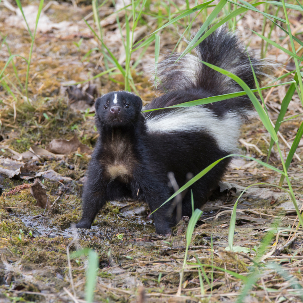 pest-control-vaughan