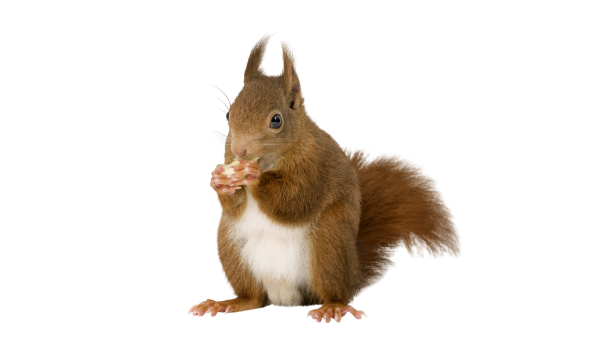 pest-control-vaughan