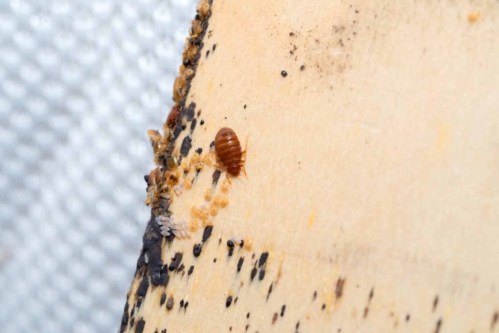 can-bed-bugs-live-inside-walls