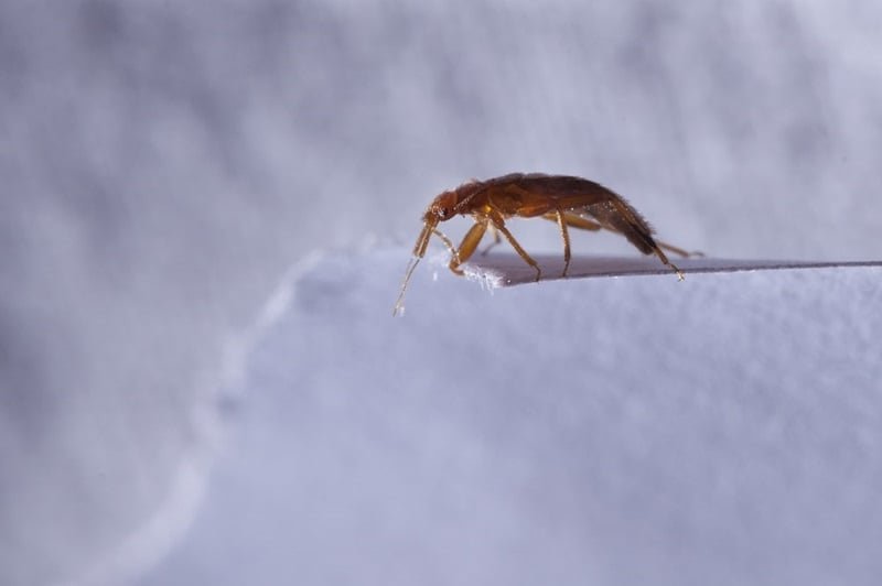 does-cold-kill-bed-bugs