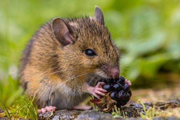 what-eats-rodents