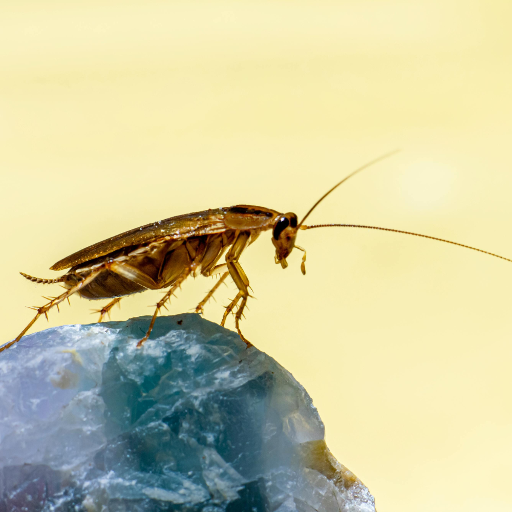 cockroach-control-toronto