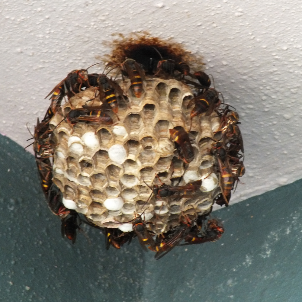 wasp-control-toronto