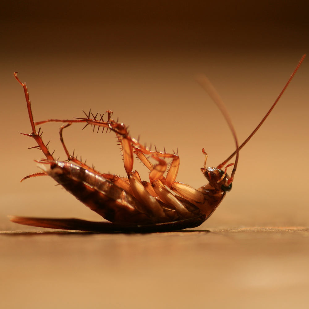 cockroach-control-toronto