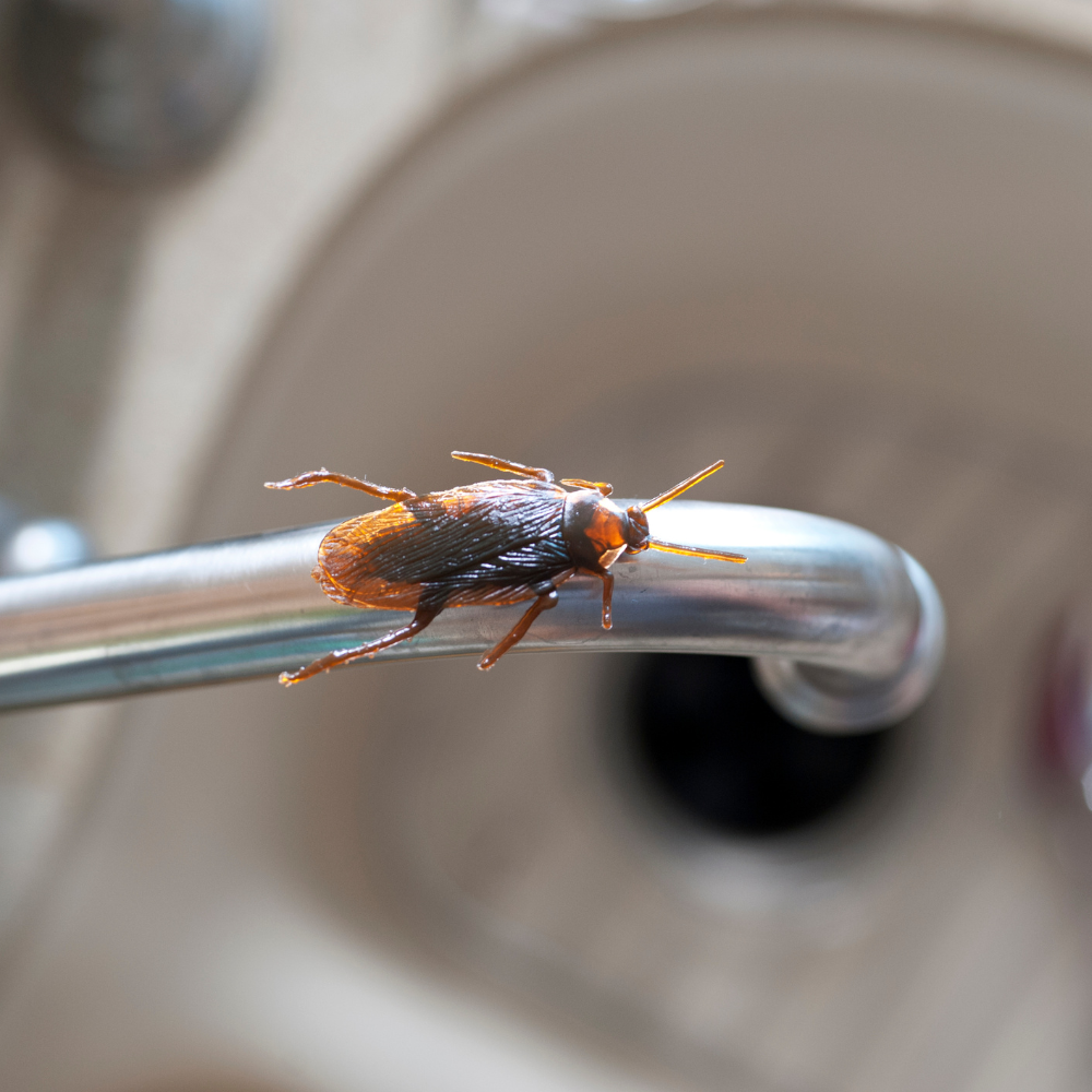 cockroach-control-toronto