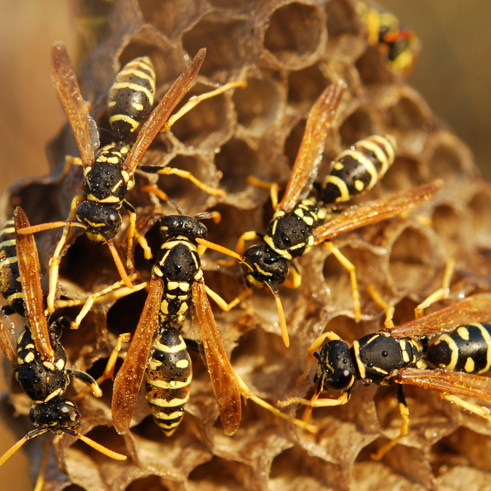 wasp-control-toronto