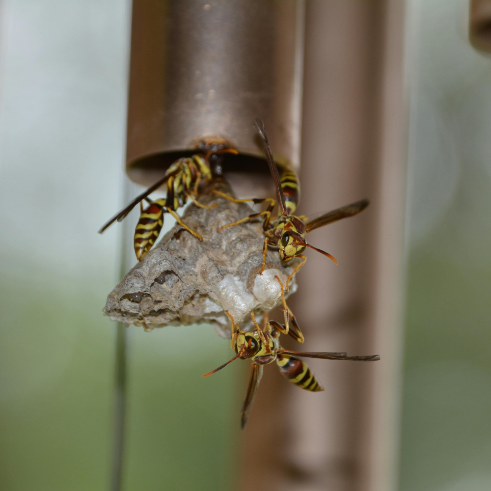 wasp-control-toronto