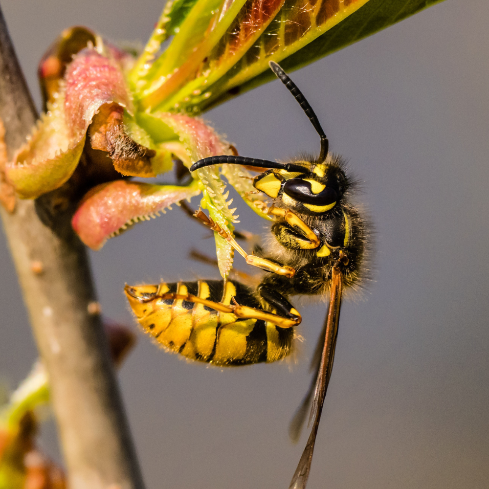 wasp-control-toronto