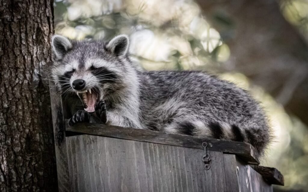raccoon-control-toronto