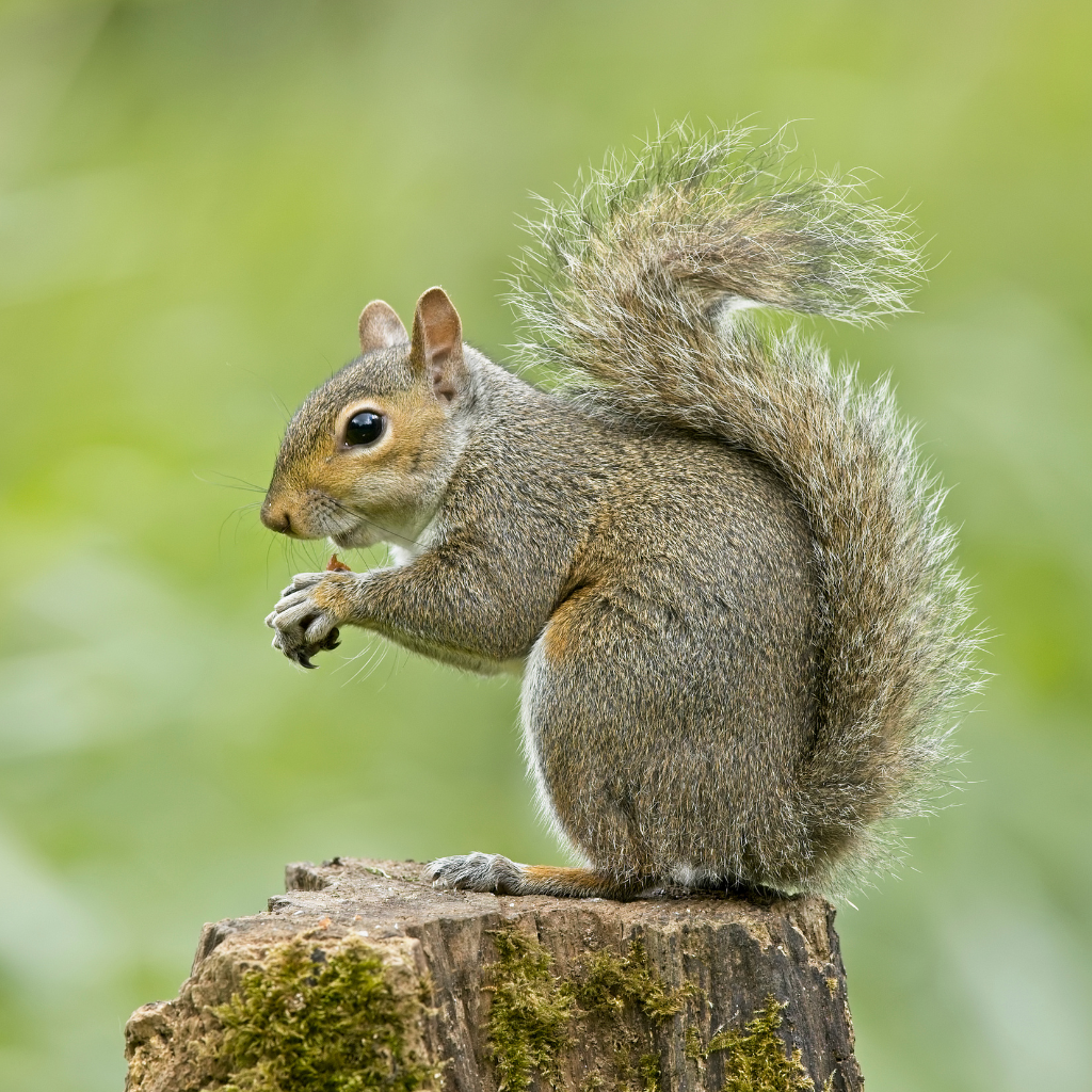 squirrel-control-toronto