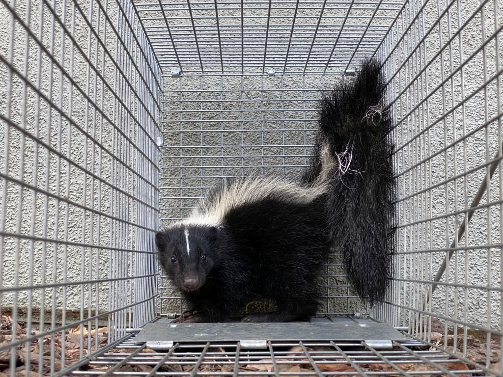 skunk-control-toronto