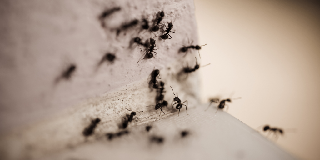 ants-on-the-wall
