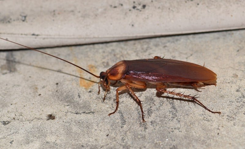 what-are-flying-cockroaches