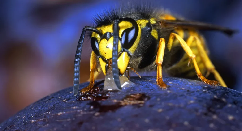 what-eats-a-wasp