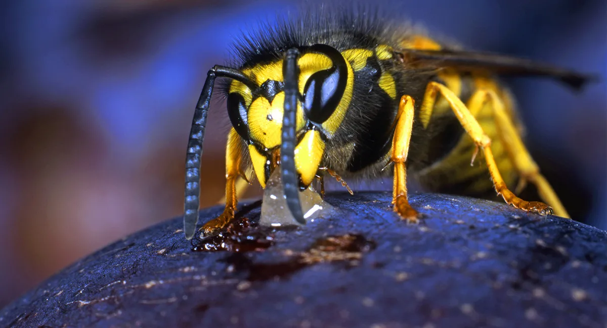 what-eats-a-wasp