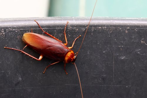 does-a-cockroach-fly