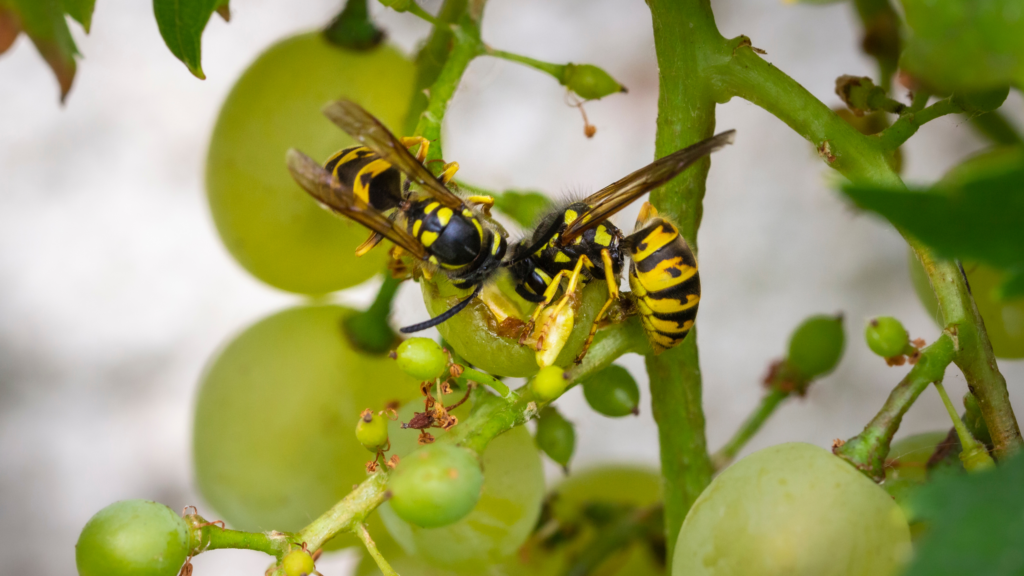 what-do-wasps-eat