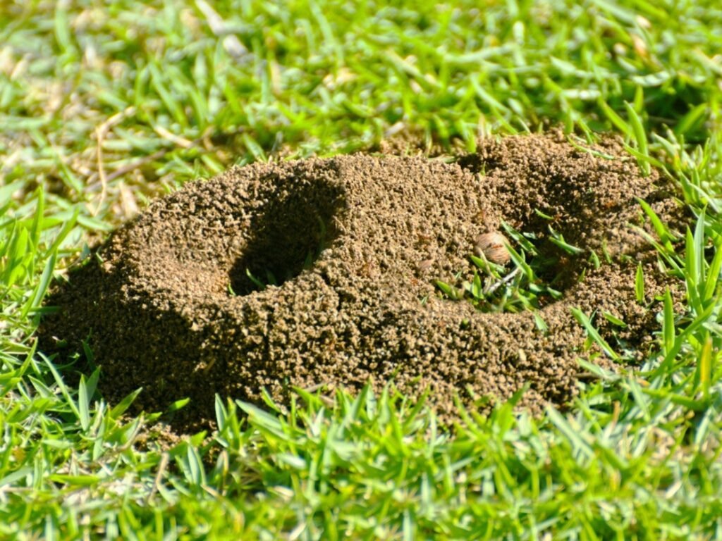 ants-in-lawn