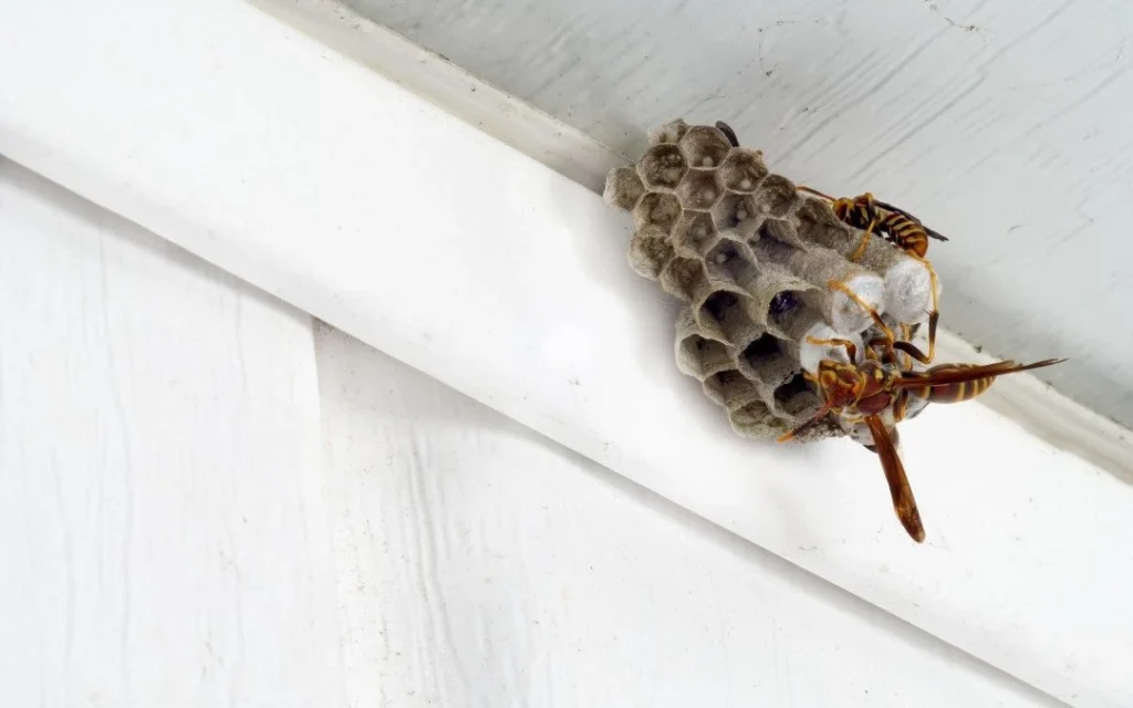 how-to-remove-wasp-nest