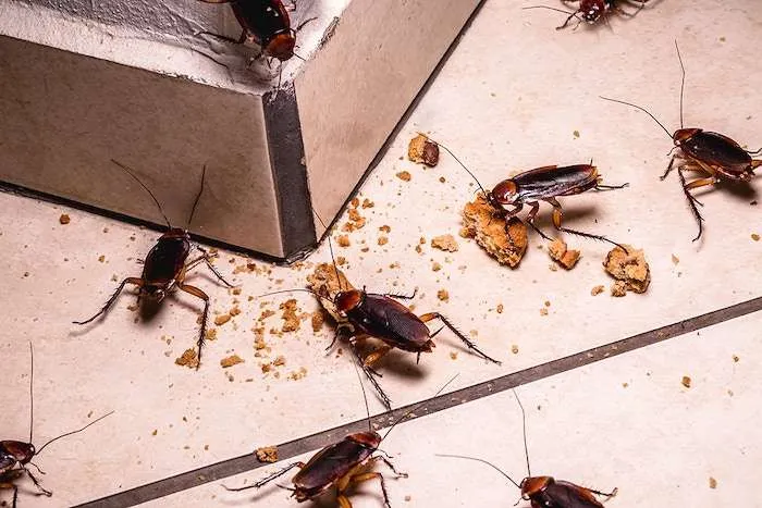 will-borax-kill-cockroaches