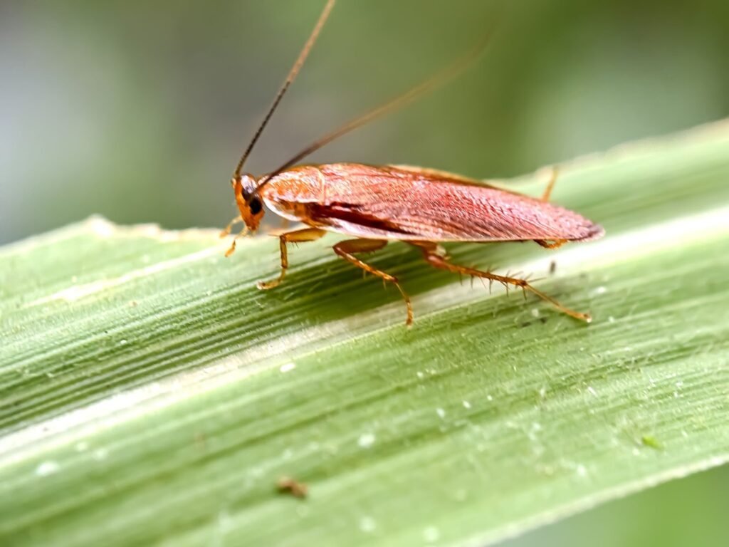 do-all-cockroaches-fly
