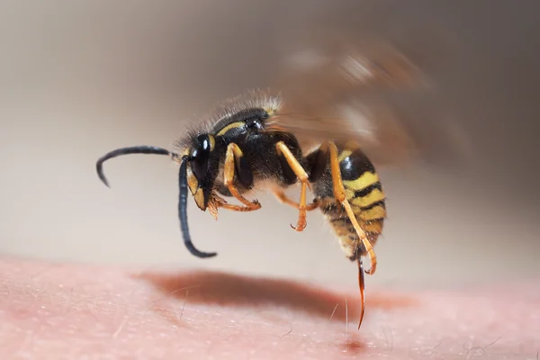 do-wasps-sting-or-bite