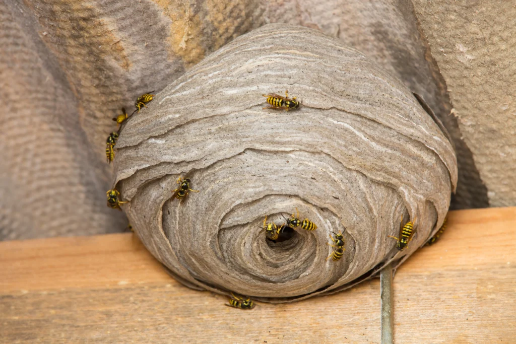 How to Dispose of a Wasp Nest and Prevent Return?