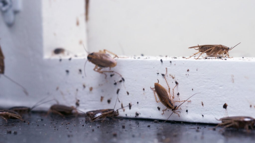 What Do Roach Eggs Look Like