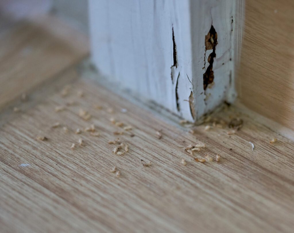 white-ants-in-walls