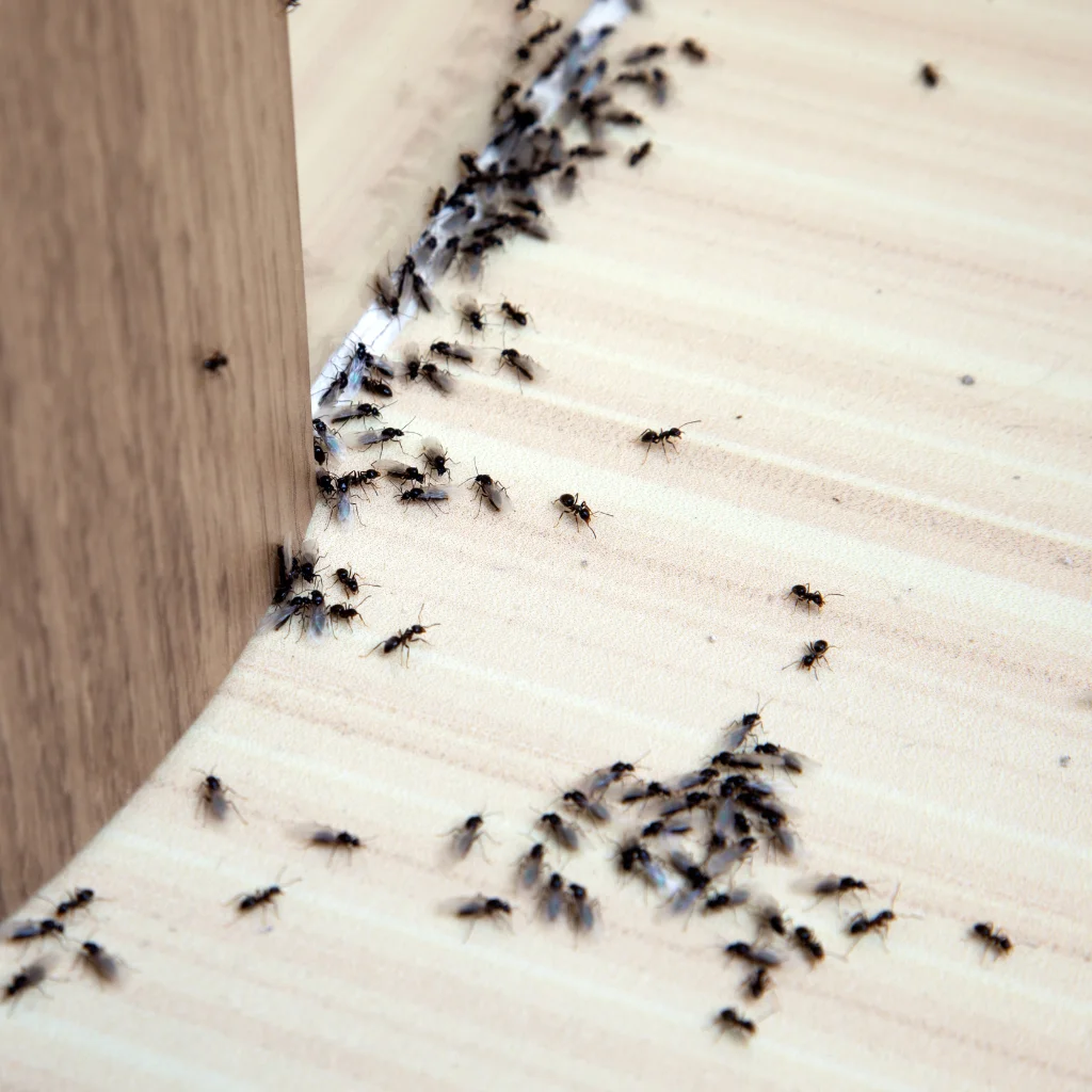 pest-control-brampton
