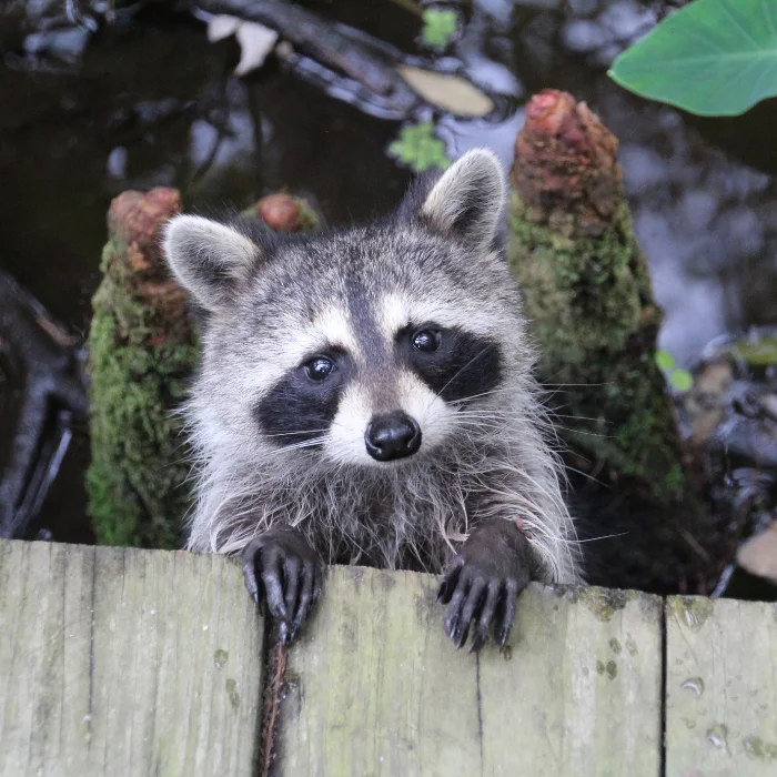 pest-control-brampton