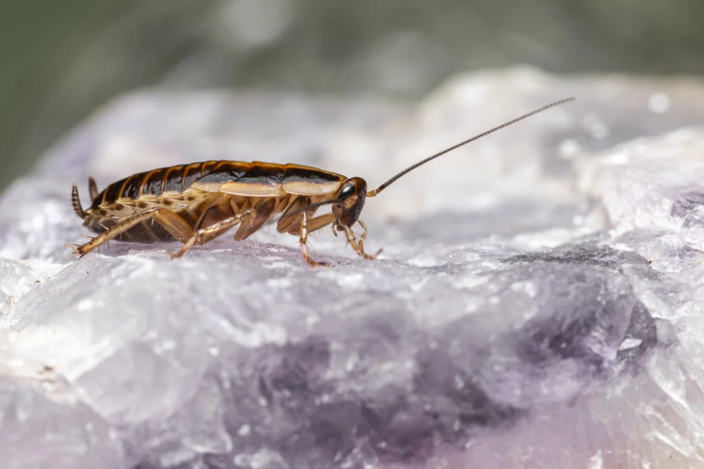 pest-control-brampton