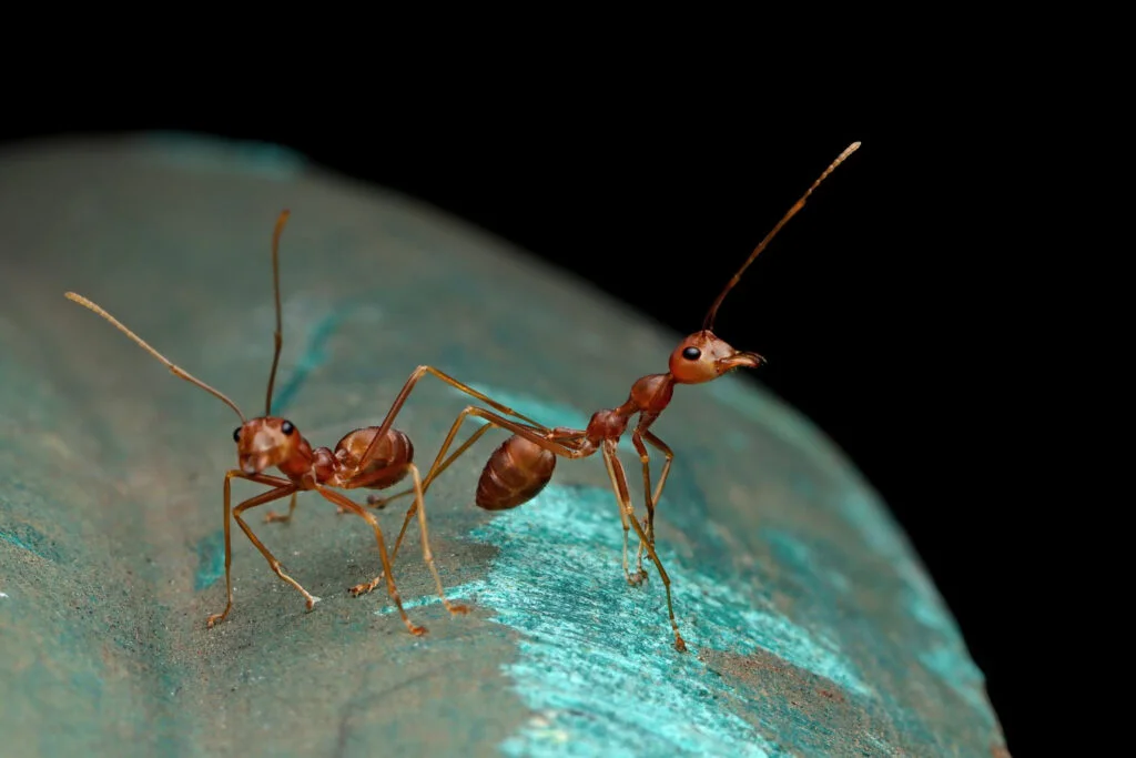 pest-control-brampton