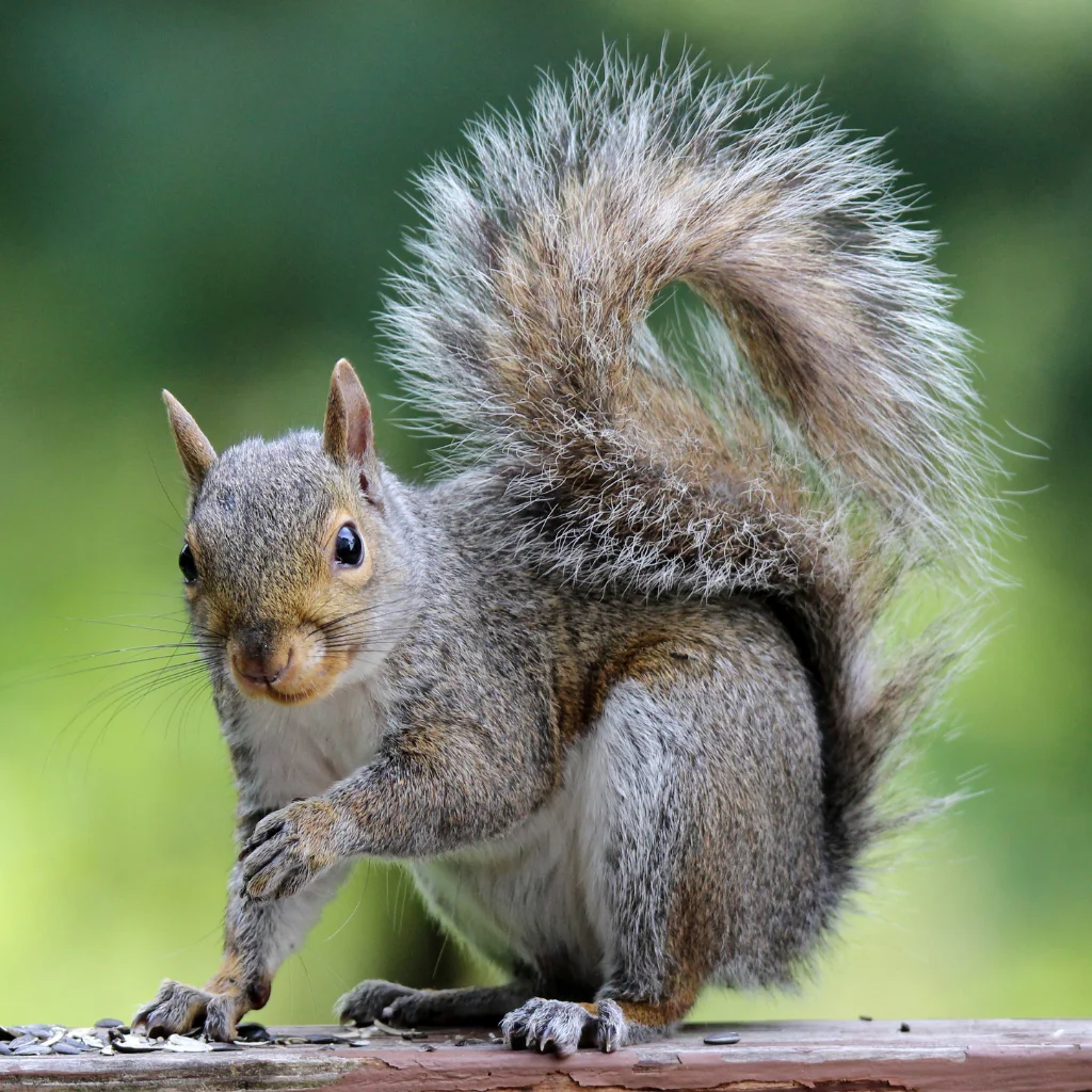 pest-control-brampton