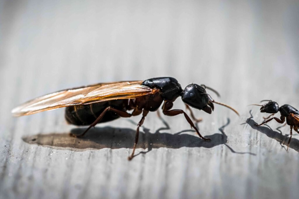 flying-ants-in-toronto